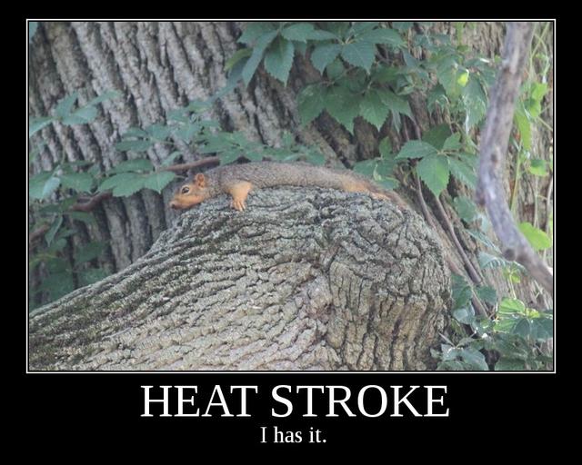 squirrel suffers from heat stroke due to lack of air conditioning