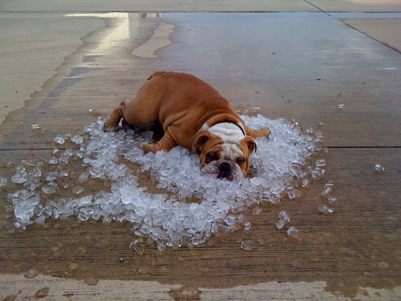 dog uses ice from freezer to keep cool